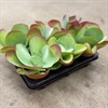 KALANCHOE 11 CM THYRSIFLORA 1x6