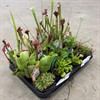 CARNIVOROUS 9 CM MIX
