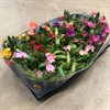 LEWISIA 10 CM MIX  1X12