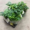 MONSTERA 12 CM MINIMA 1X8