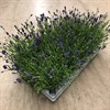 LAVANDULA 13 CM FRILLESÅS 1X8