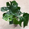 MONSTERA 24 CM