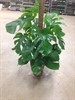 MONSTERA 24 CM  1X1