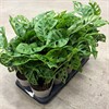 MONSTERA 12 CM ADANSONII 1X10