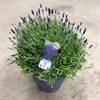 LAVANDULA 26 CM HIDE COTE