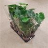 MONSTERA 12 CM DELICIOSA 1X10