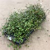 MUEHLENBECKIA 10,5 CM RUNES 1X8