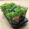 KRYDDOR 13 CM MENTHA MOJITO MÄLARÖ 1X8