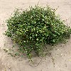 MUEHLENBECKIA 17 CM