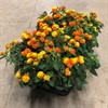 LANTANA 12 CM PARIS 1X10