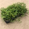 MUEHLENBECKIA  9 CM 1X12