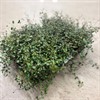 MUEHLENBECKIA 11 CM  1X8