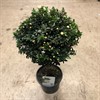 MYRTUS  15 CM COMMUNIS  PÅ STAM 1X1