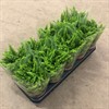 NEPHROLEPIS 12 CM GREEN LADY 1X10
