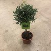 OLEA 16 CM STAM 1X1
