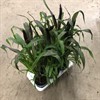 PENNISETUM 17 CM PURPLE BARON 1X6