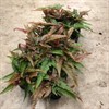 PTERIS 12 CM TRICOLOR 1X12