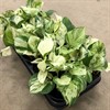 EPIPREMNUM 12 CM HAPPY LEAF 1X6
