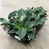 PHILODENDRON 11 CM WHITE MEASURE 1X12