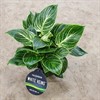 PHILODENDRON 11 CM WHITE MEASURE 1X12