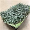 PILEA 10,5 CM GLAUCA GREYZY 1X10