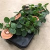 PILEA 12 CM PEPEROMIOIDES EXCUSIVE 1X8