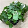 PILEA 12 CM PEPEROMIOIDES 1X8