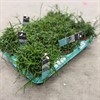 RHIPSALIS 12 CM CASSUTHA 1X8