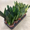SANSEVIERIA 12 CM MIX 4 SORTER 1X10