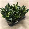 SANSEVIERIA 11 CM HAHNII PAGODA 1X12