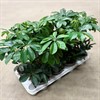 SCHEFFLERA 12 CM ARBORICOLA 1X8