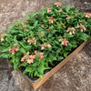 VERBENA 8 CM APRIKOS MÅLSTA 1X24