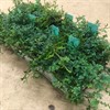 SELAGINELLA 12 CM BLUE BEAUTY 1X8