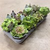 SEMPERVIVUM 14 CM MIX 1X8