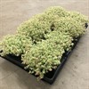 SEDUM 12 CM LITTLE MISSY 1X8
