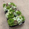SEMPERVIVUM 12 CM MIX 1X9