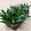 DRACAENA 12 CM COMPACTA 1X10
