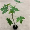 PAPAYA 14 CM PLANTS 1X7