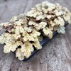 HEUCHERA 12 CM GALAXY MÅLSTA