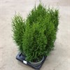 THUJA 17 CM SMARAGD  1X6