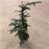 TSUGA 19 CM 1X4