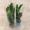 ZAMIOCULCAS 17 CM ZAMIIFOLIA 1X6