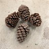 KOTTAR MARITIMA SMALL 5/10 1x100