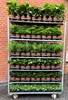 GRÖNVÄXTER 12 CM MIXADE SORTER 5X10