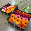 GERMINI MIX URVAL