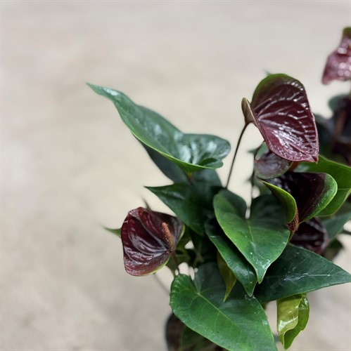 Anthurium