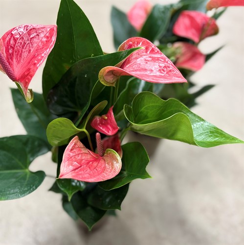 Anthurium