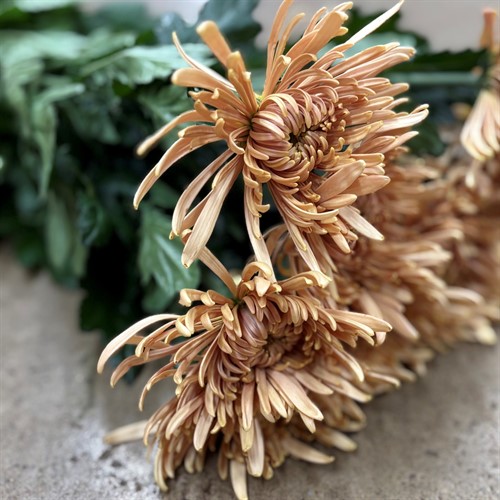 Chrysanthemum