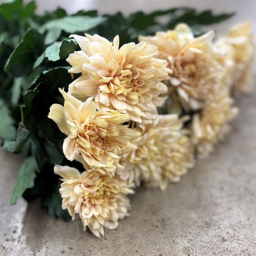 Storblommig chrys.