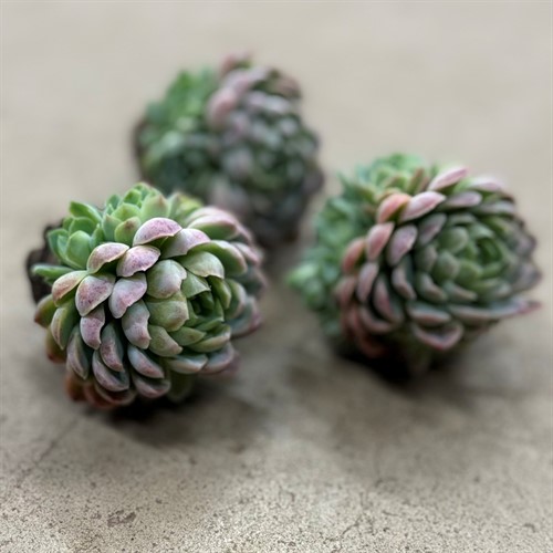 Echeveria